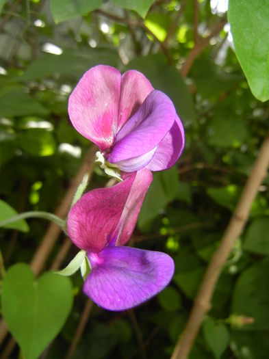 Lathyrus odoratus (2016, June 19) - LATHYRUS Odoratus_Sweet Pea