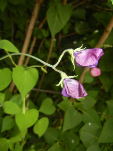 Lathyrus odoratus (2016, June 20)