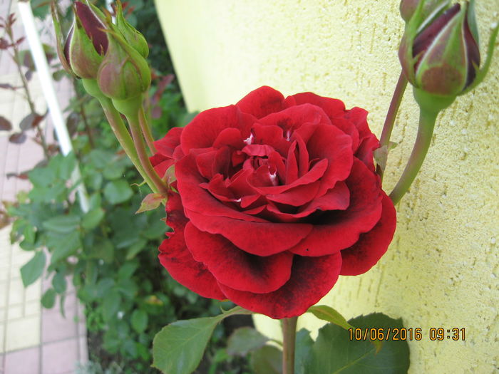Picture 6411