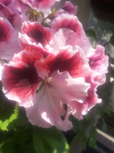 20160715_112129 - Flori 2016