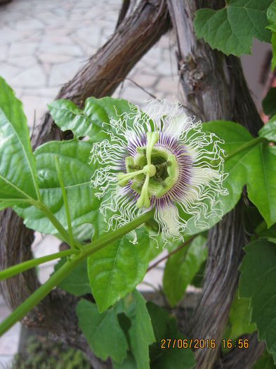 Picture 6556 - Passiflora eludis- Maracuya