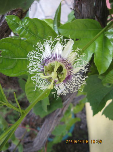 Picture 6557 - Passiflora eludis- Maracuya