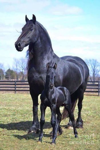 13537689_1740873326169478_1433552340782784908_n