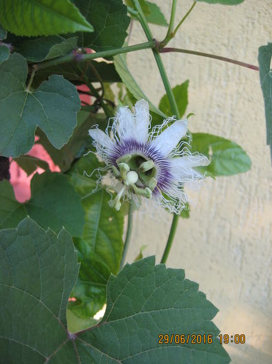 Picture 6593 - Passiflora eludis- Maracuya