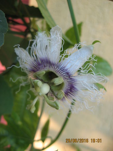 Picture 6594 - Passiflora eludis- Maracuya