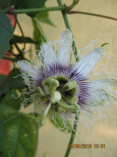Picture 6595 - Passiflora eludis- Maracuya