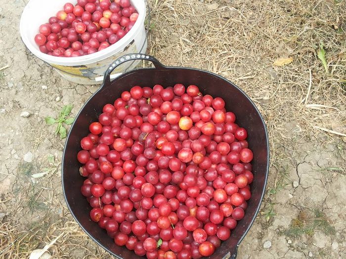 13659102_1304935969536275_3143146986314137040_n