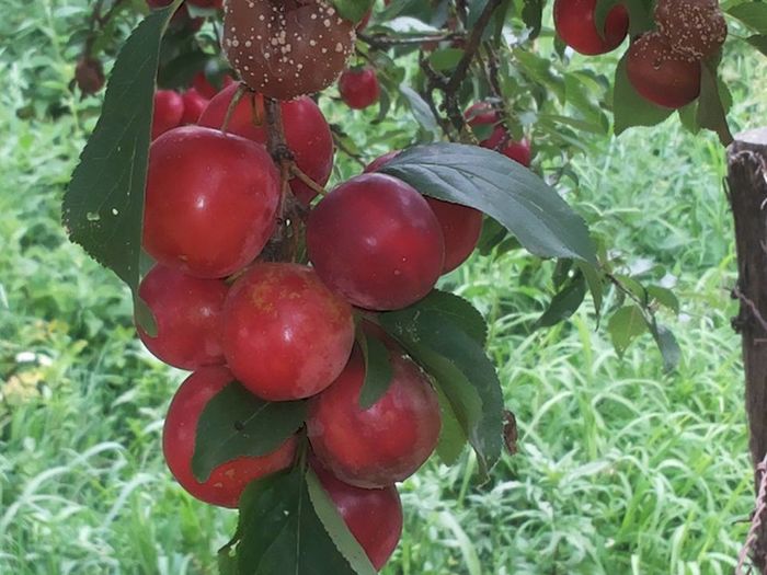 13686588_1304935992869606_8253349090669578355_n