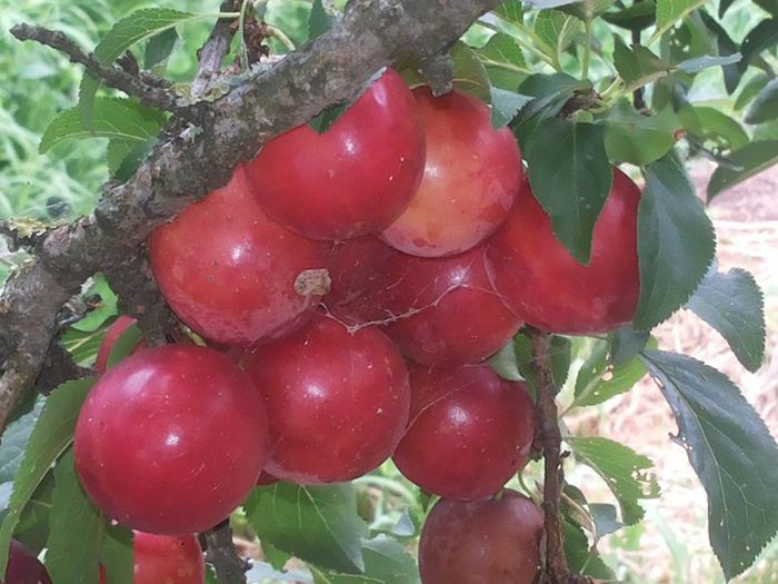 13718536_1304936072869598_8775556107306175760_n