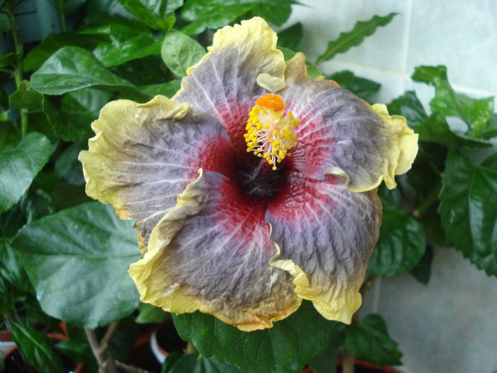 DSC06060 - Hibiscus Black Rainbow