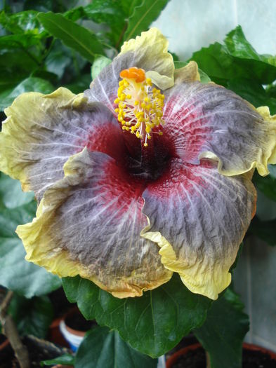 DSC06063 - Hibiscus Black Rainbow