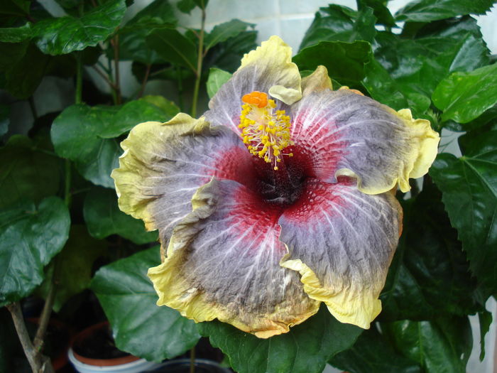 DSC06075 - Hibiscus Black Rainbow