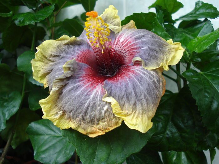 DSC06077 - Hibiscus Black Rainbow