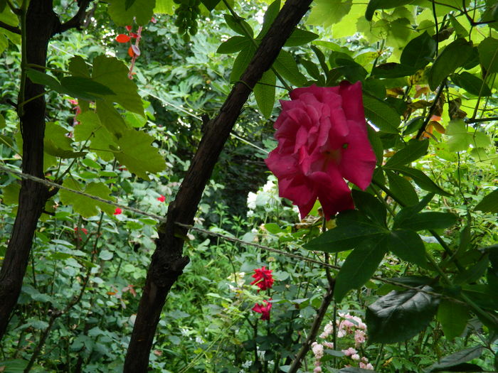DSCN2275