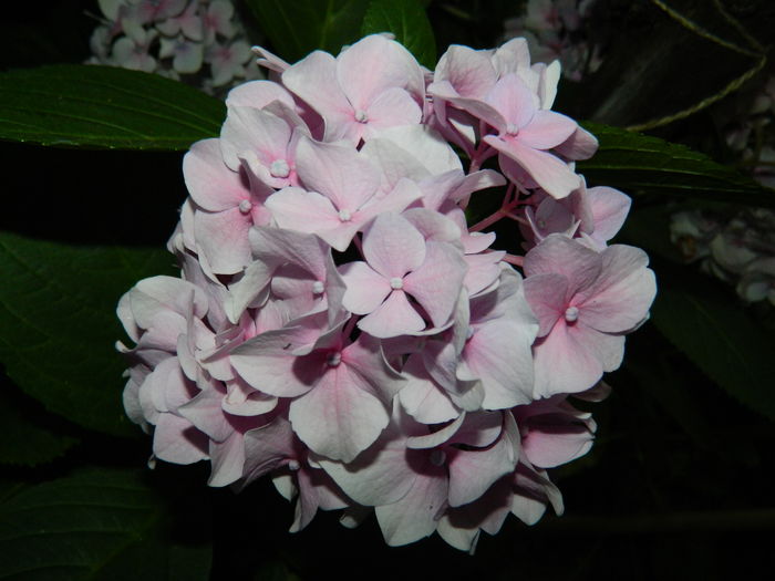 DSCN2278
