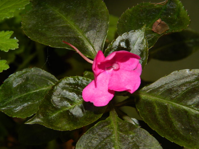 DSCN2293