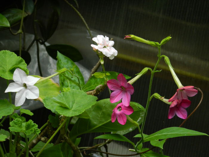 DSCN2295