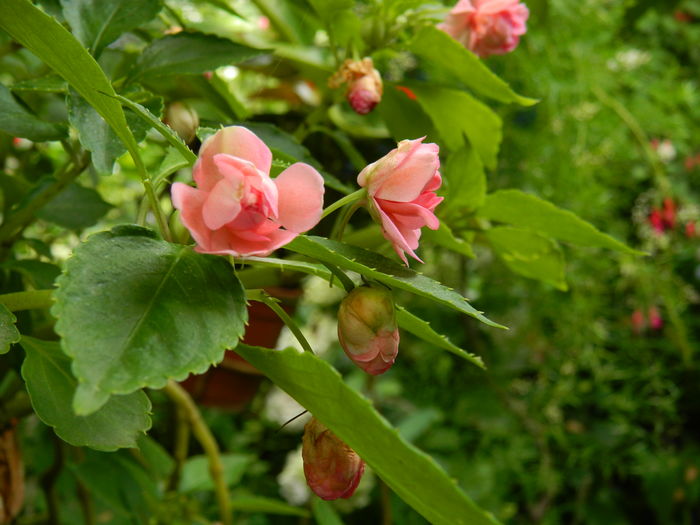 DSCN2299