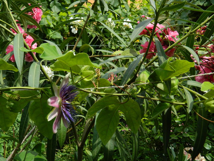 DSCN2307