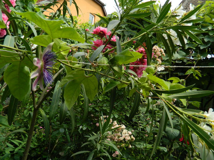 DSCN2310