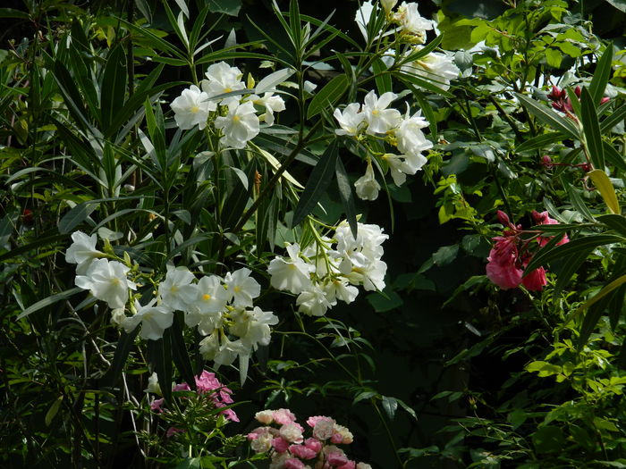 DSCN2312 - 2016 IULIE 2