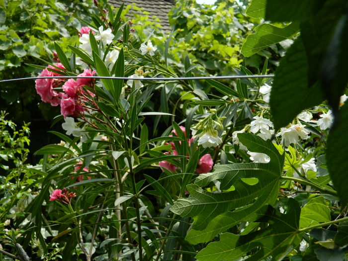 DSCN2313 - 2016 IULIE 2