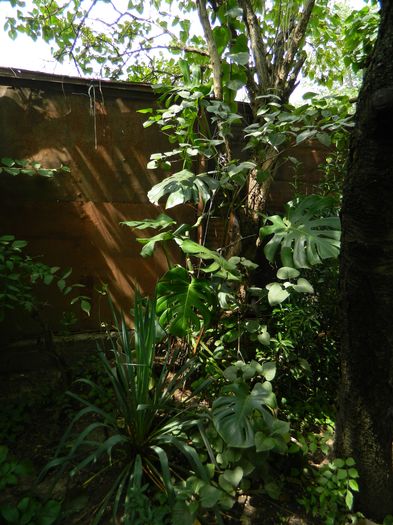 DSCN2314 - 2016 IULIE 2
