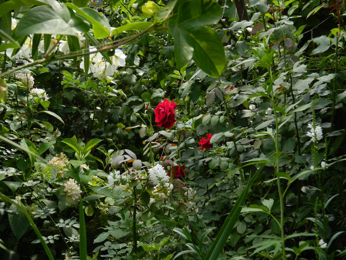 DSCN2318 - 2016 IULIE 2