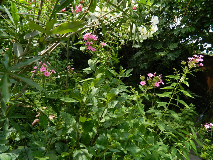 DSCN2320 - 2016 IULIE 2