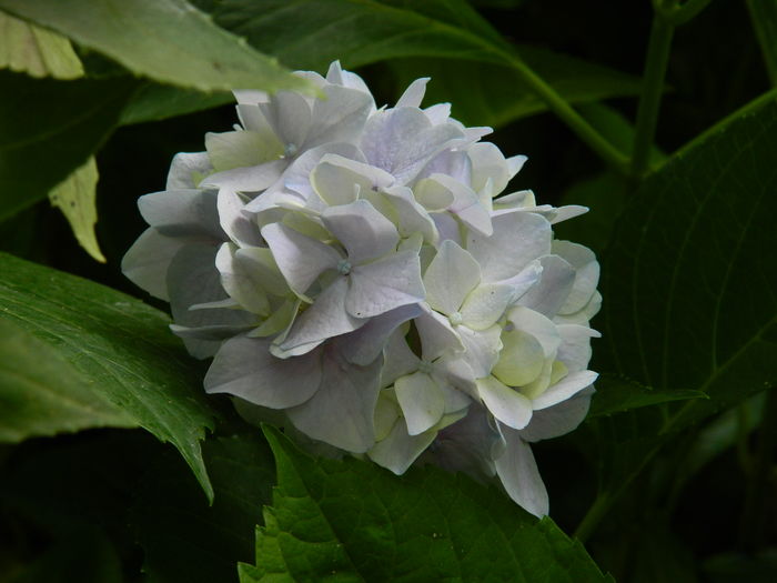 DSCN2321 - 2016 IULIE 2