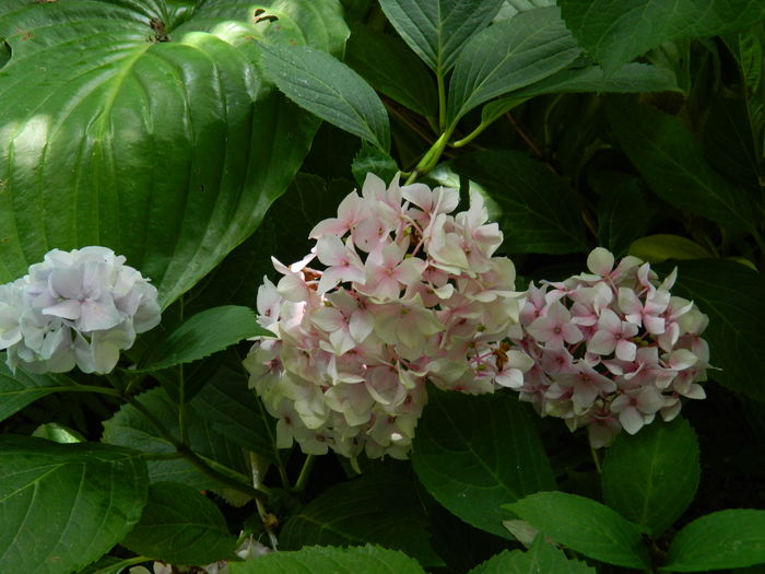 DSCN2323 - 2016 IULIE 2