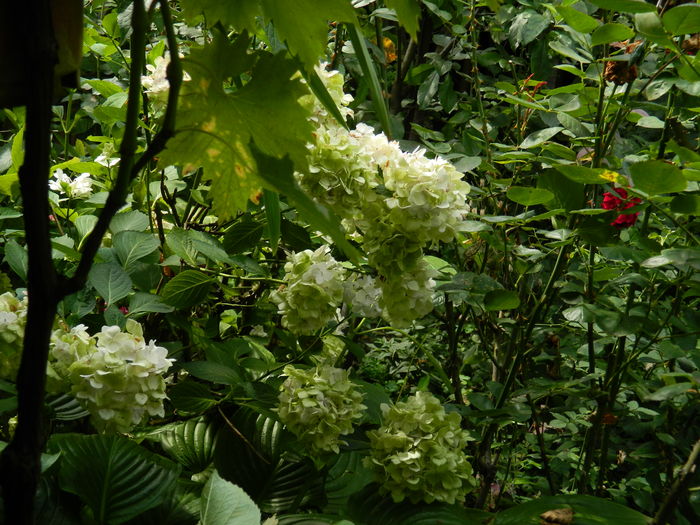 DSCN2327 - 2016 IULIE 2