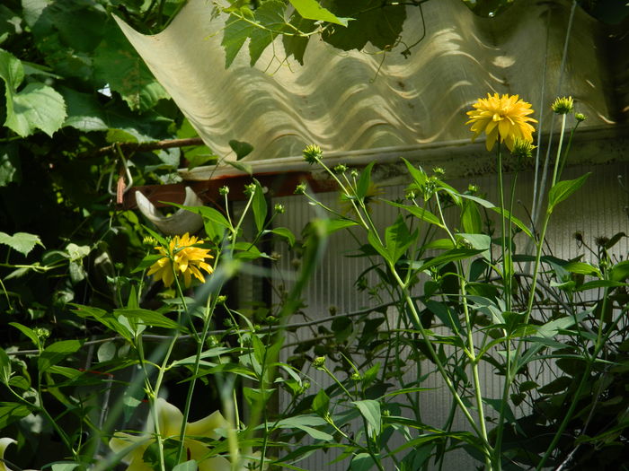 DSCN2328 - 2016 IULIE 2