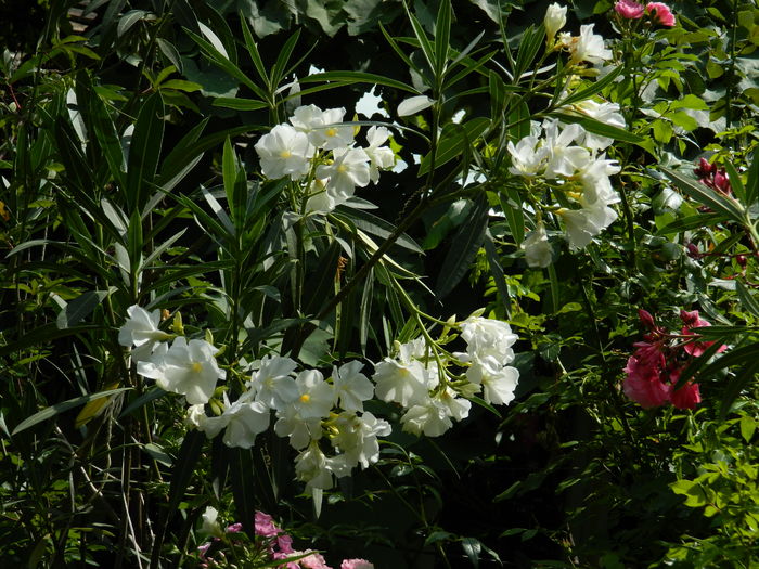 DSCN2331 - 2016 IULIE 2