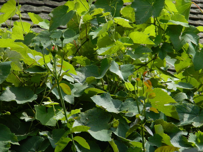 DSCN2333 - 2016 IULIE 2