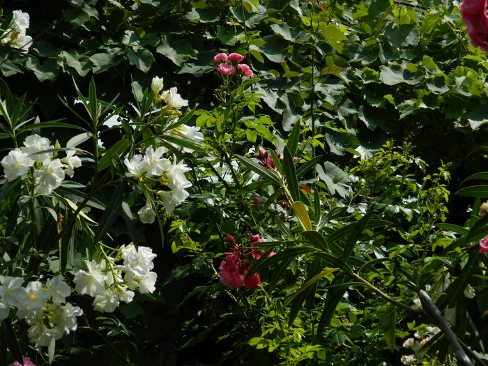 DSCN2335 - 2016 IULIE 2