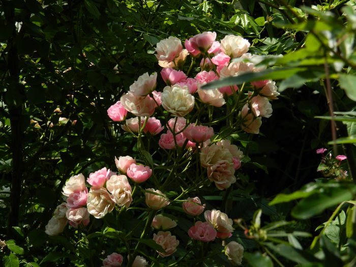 DSCN2336 - 2016 IULIE 2