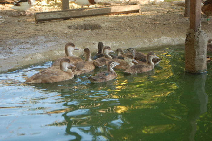 DSC_1172; O parte din boboci
