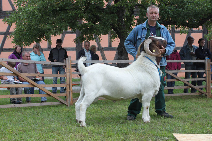 Tap Boer mare-8chh