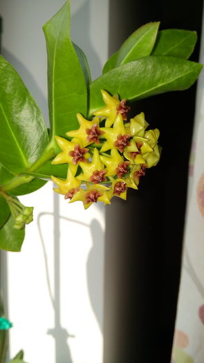 IMG_20160715_084457; Hoya densifolia
