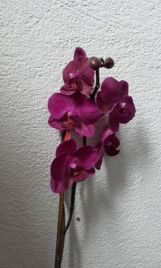 20160715_163016 - orhidee