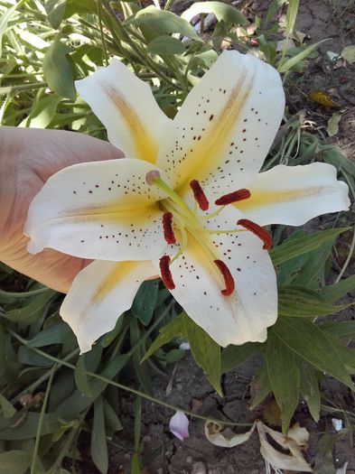  - ALTE FLORI
