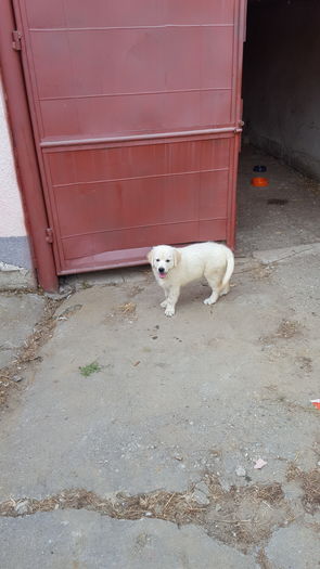 20160714_174918 - Golden Retriever Bella