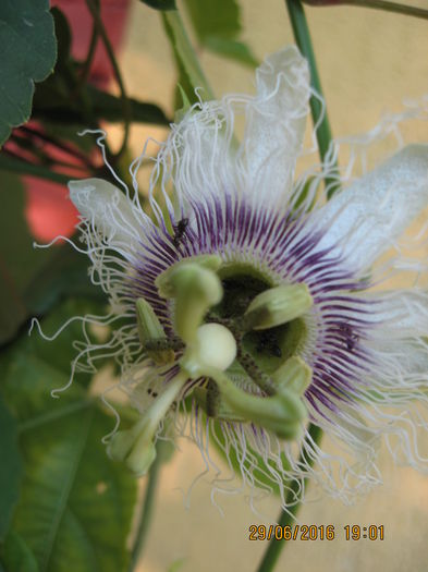 Picture 6596 - Passiflora eludis- Maracuya