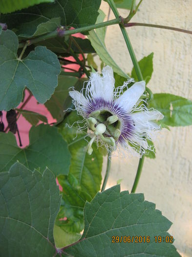 Picture 6597 - Passiflora eludis- Maracuya