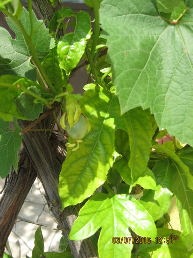 Picture 6620 - Passiflora eludis- Maracuya