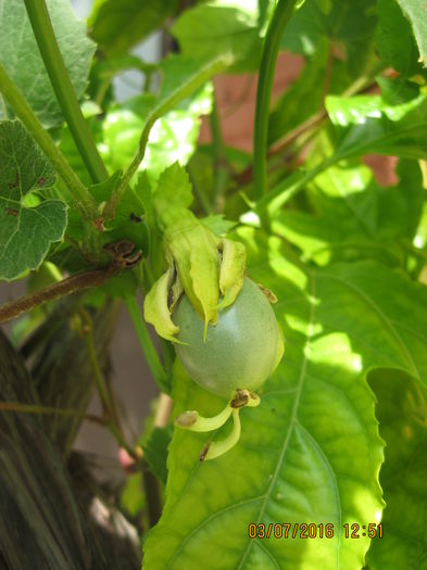 Picture 6621 - Passiflora eludis- Maracuya