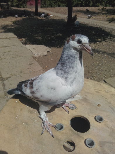 mascul; IMG_20160715_115932
