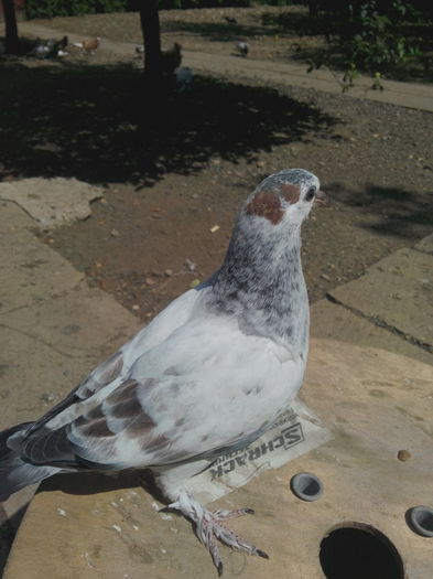 Perechea 9 - seria 2; IMG_20160715_115938
