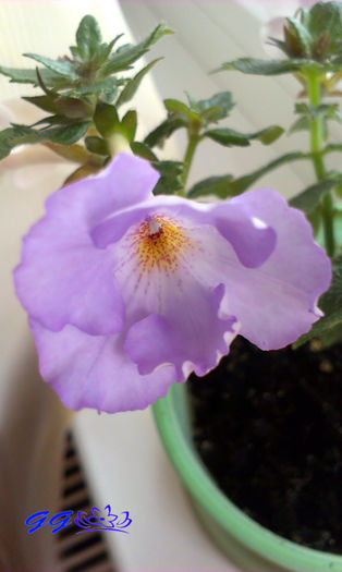 Blue Temptation; In sfarsit este chiar blue :)
